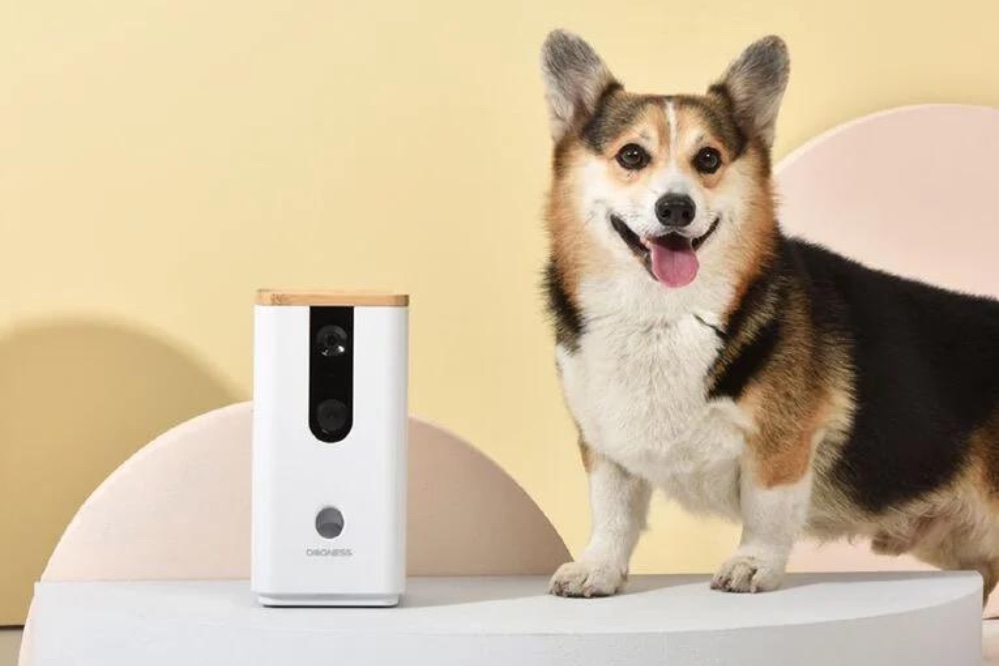 Pet cameras for separation anxiety